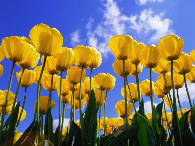 5231_Tulips.jpg